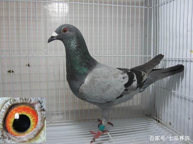 点击查看原图